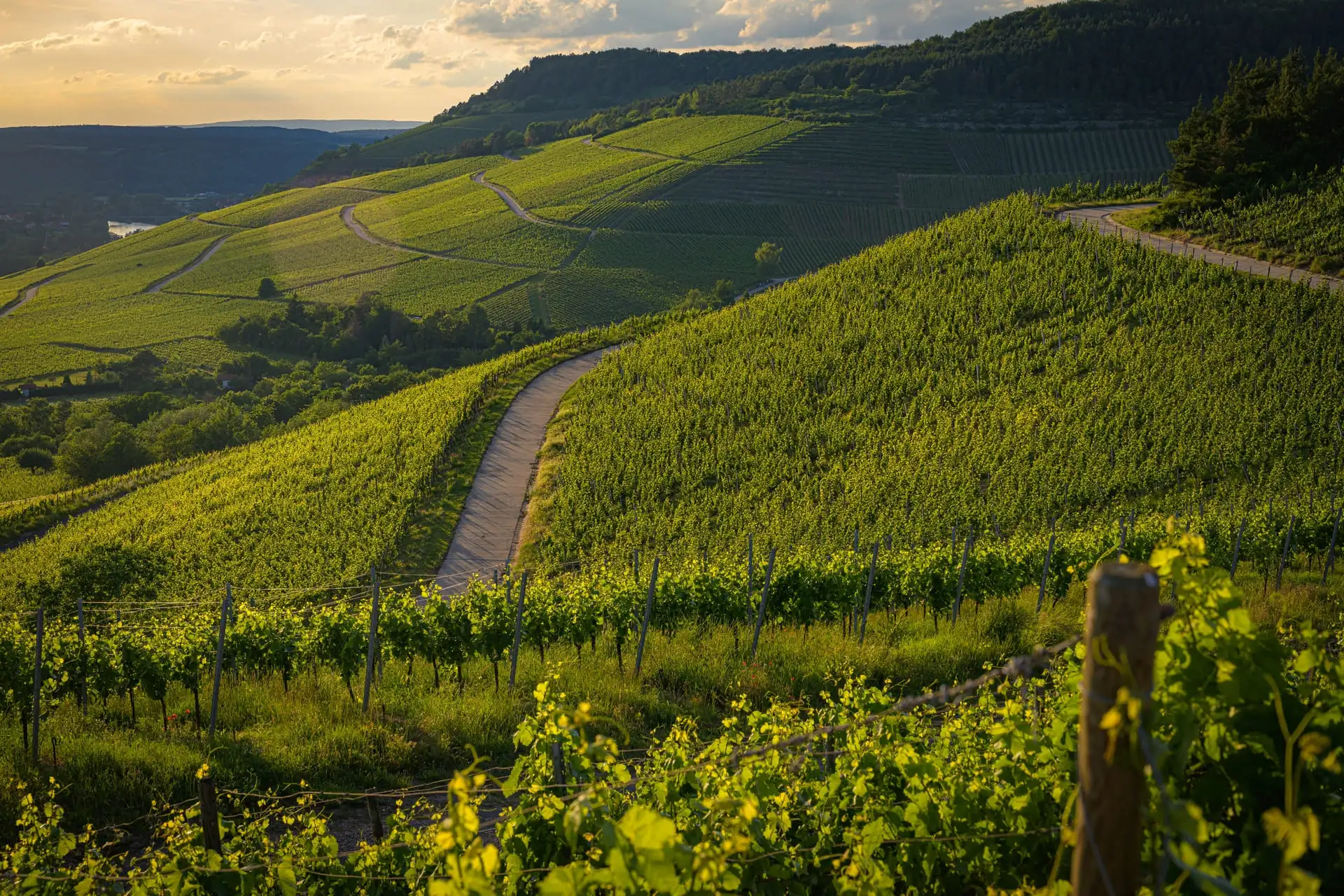 Champ de vignes